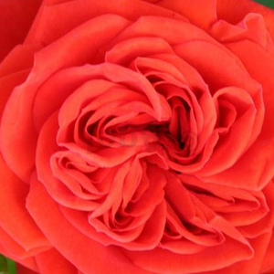 Онлайн магазин за рози - мини родословни рози - червен - Pоза Чика цветен цирк - среден аромат - В.Кордес § Синове - Засадени в контейнер,можем да им се възхитим на терасата.